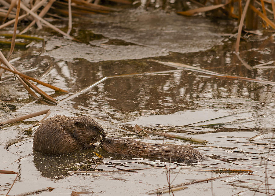 Muskrat Love Photograph by Ed Peterson