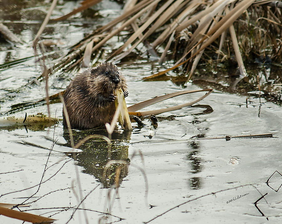 Muskrat Lunch Photograph by Ed Peterson