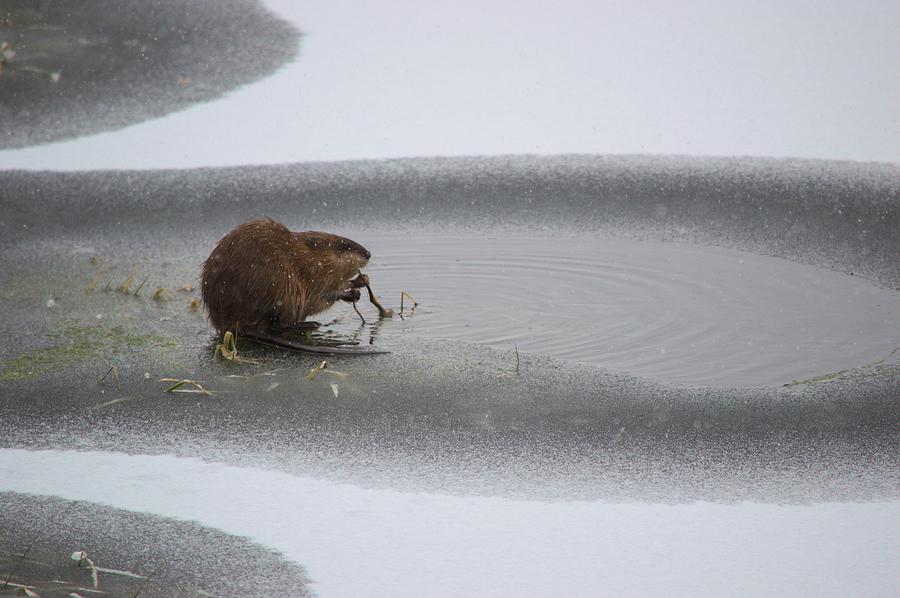 Muskrat Meal On Ice Photograph by Bonfire Photography