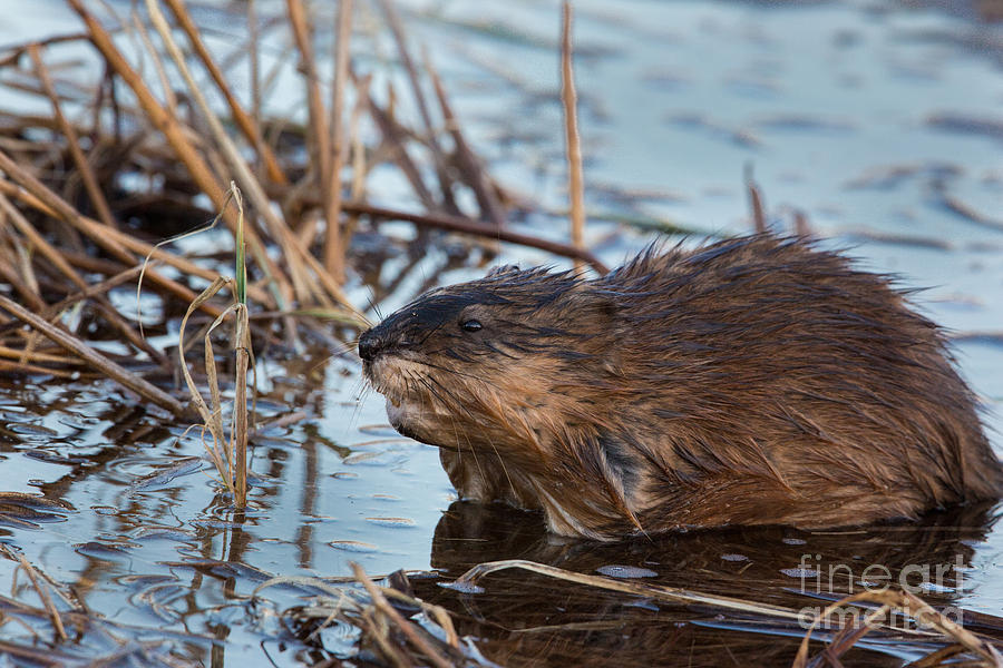 Muskrat Ondatra Zibethicus Photograph by Linda Freshwaters Arndt - Pixels