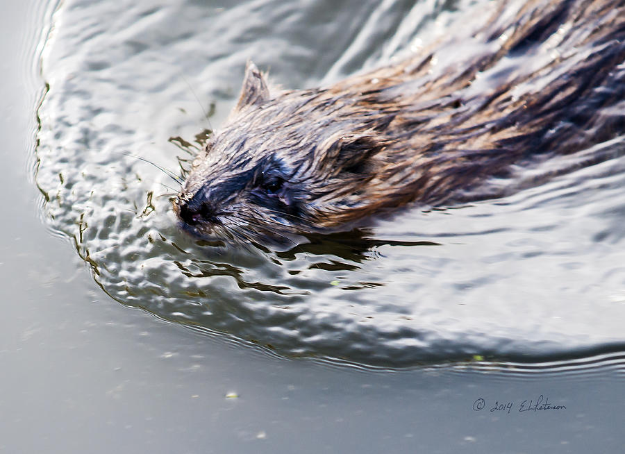 Muskrat Out For A Swim Photograph by Ed Peterson