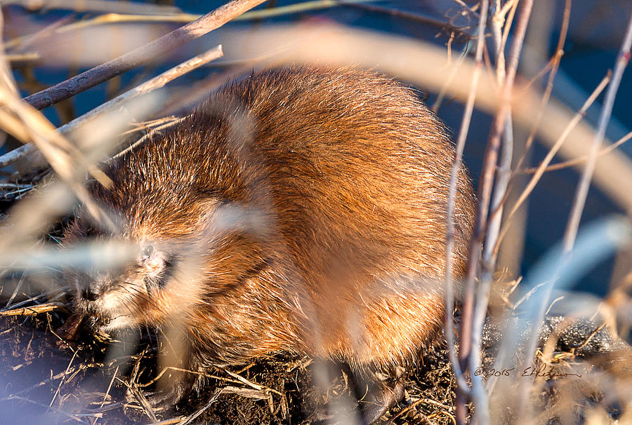 Wildlife Photograph - Muskrat Out Of The Water by Ed Peterson