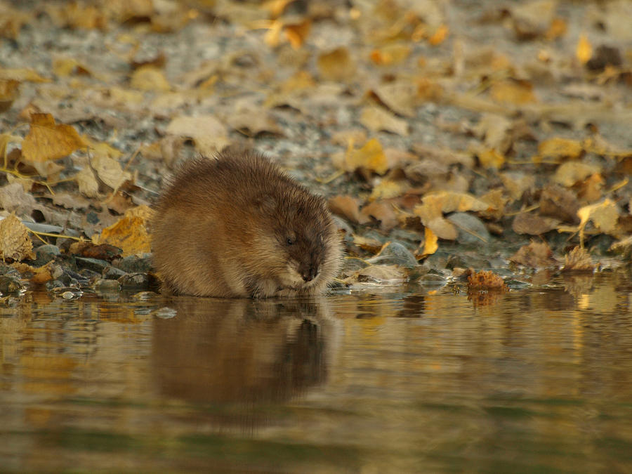 Muskrat Reflection Photograph by James Peterson