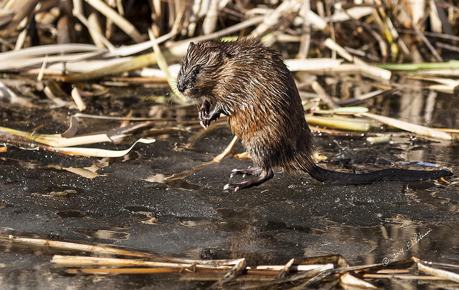 Muskrat Spring Photograph by Ed Peterson