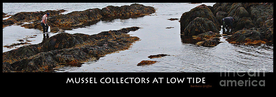 Mussel Collectors at Low Tide - Shellfish - Low Tide Photograph by Barbara A Griffin