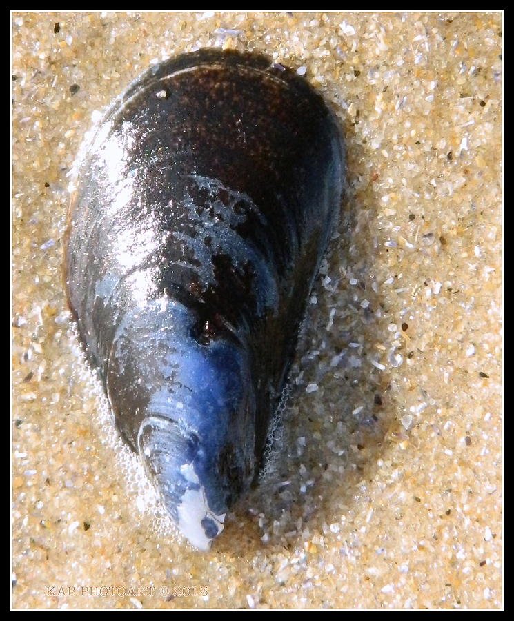 Mussel Shell Photograph by Kathy Barney