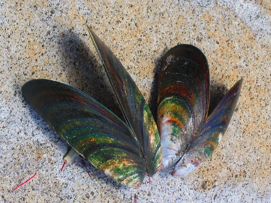 Mussel Shells No.1 Photograph by Ingrid Van Amsterdam
