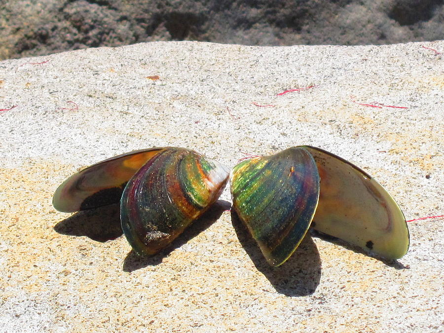 Mussel Shells No.2 Photograph by Ingrid Van Amsterdam