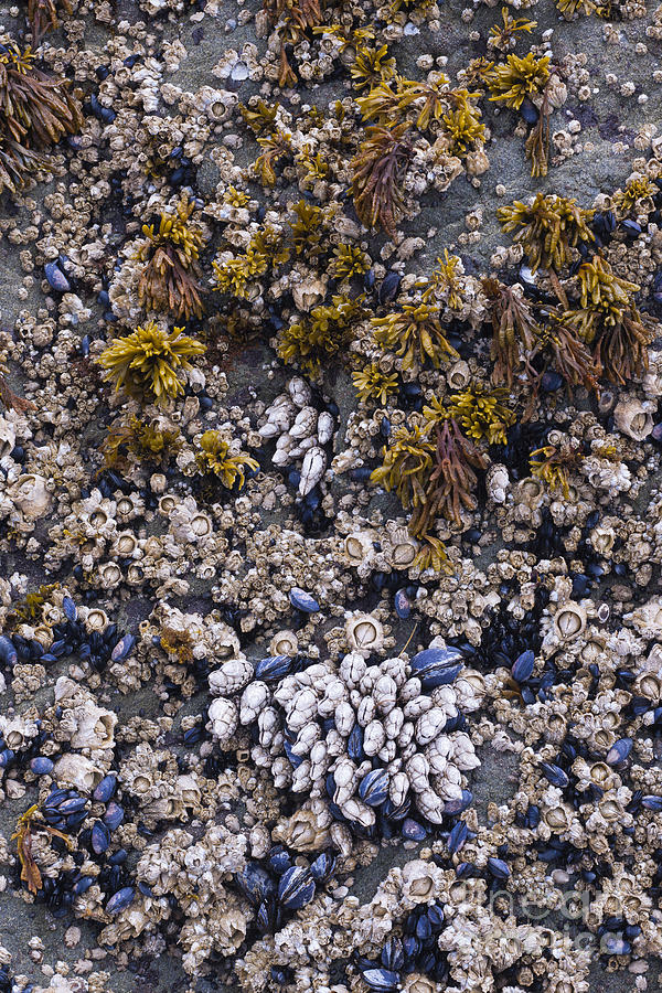 Mussels And Barnacles At Low Tide Photograph by John Shaw