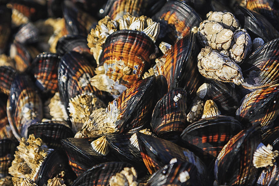 Beach Photograph - Mussels and Barnacles by Mark Kiver