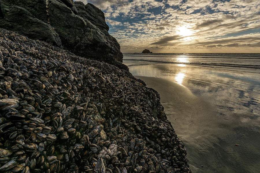 Mussels And Barnacles On Rock Photograph by Panoramic Images