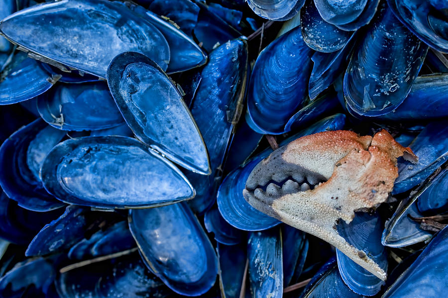 Mussels and Crab Claw at Low Tide Photograph by Peggy Collins