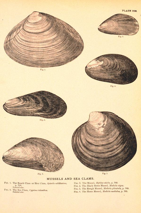 mussel drawing