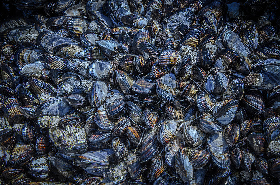 Mussels in Blue Abundance Photograph by Roxy Hurtubise