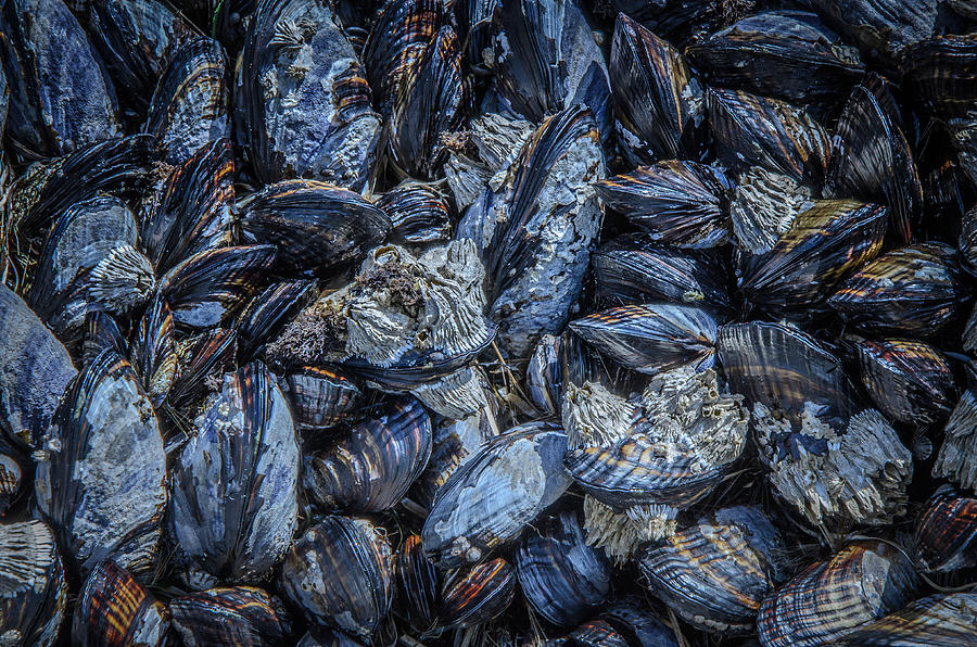 Mussels in Blue Cluster Photograph by Roxy Hurtubise