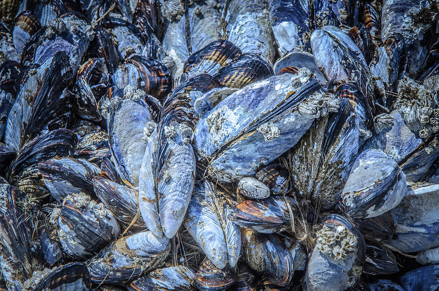 Mussels in Blue  Photograph by Roxy Hurtubise