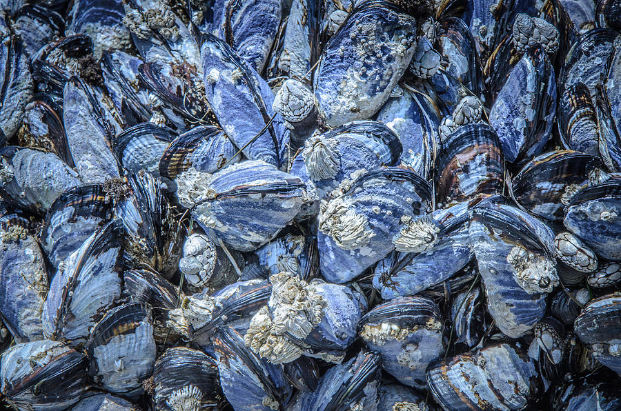 Mussels in Beautiful Blue  Photograph by Roxy Hurtubise