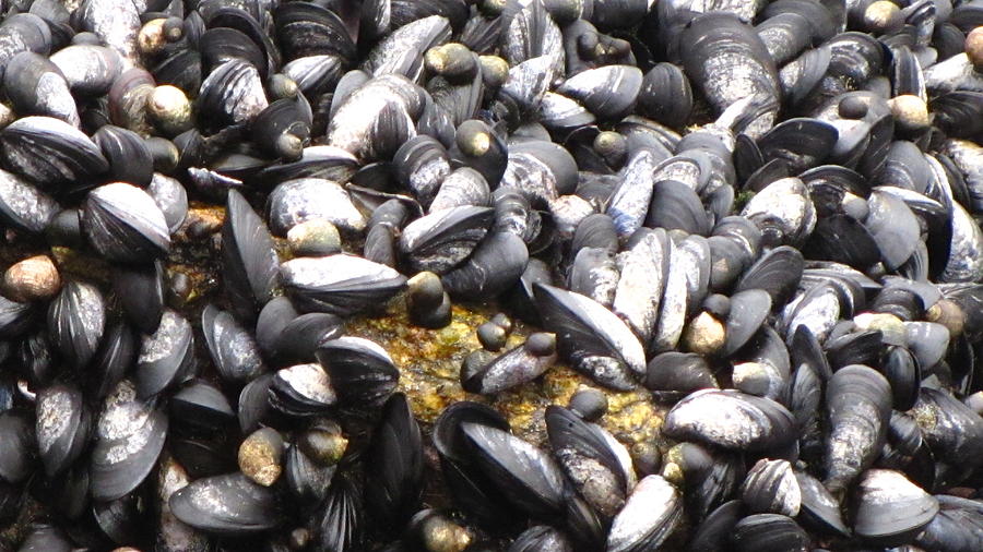Mussels Photograph by Jennifer Wheatley Wolf