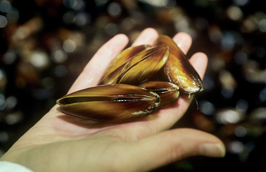Wildlife Photograph - Mussels by Louise Murray/science Photo Library