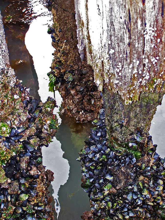 Mussels on Pier Photograph by Jennifer Robin