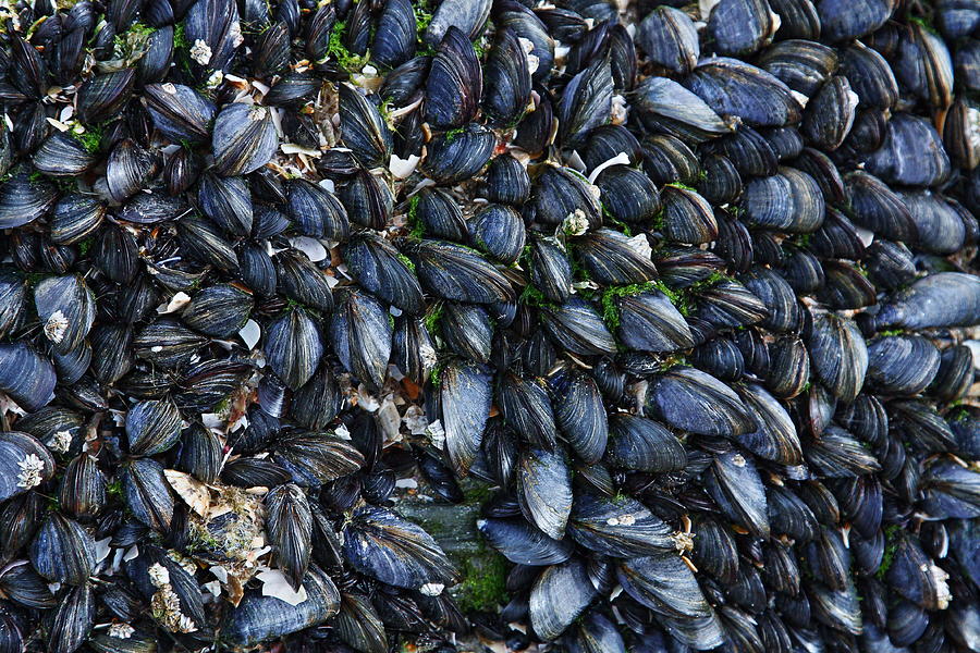 Mussels Photograph