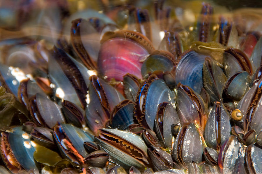 Mussels Underwater Photograph by Peggy Collins