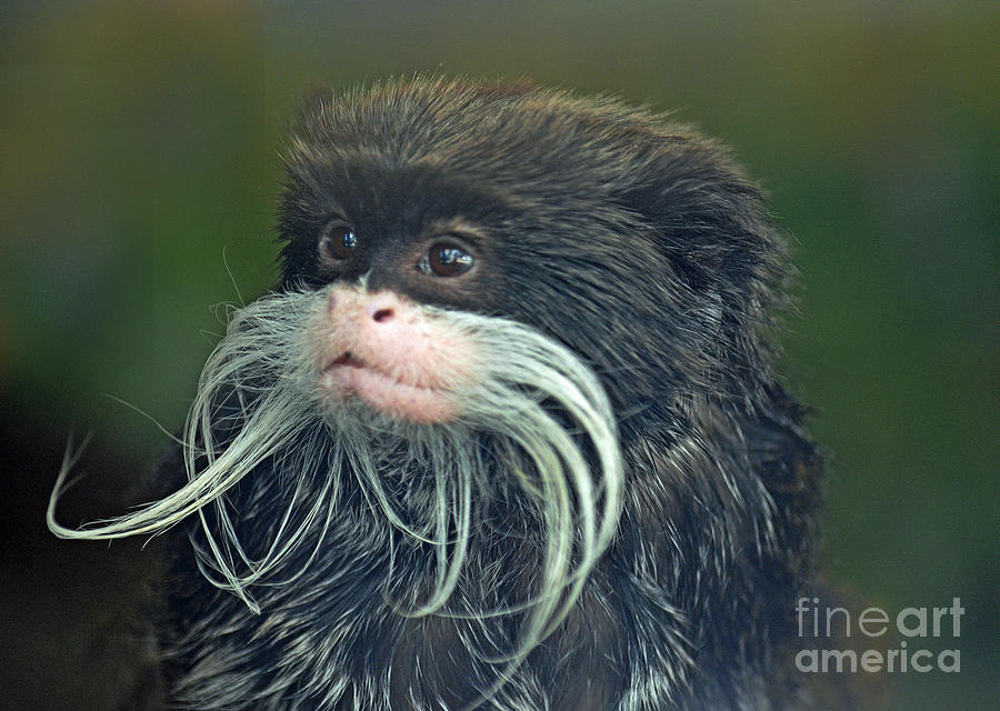 Monkey Photograph - Mustached Monkey Emperor Tamarin  by Jim Fitzpatrick