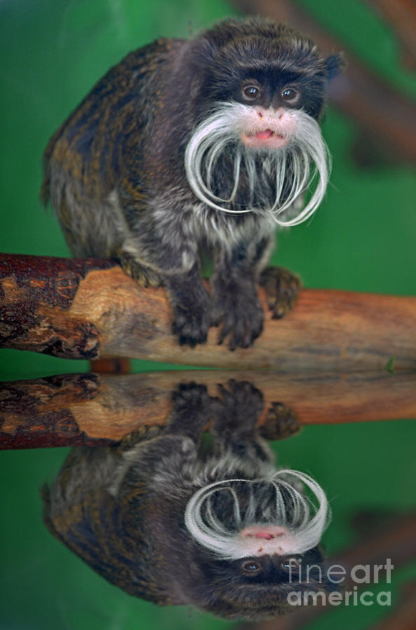 Monkey Photograph - Mustached Monkey Emperor Tamarin with Reflection  by Jim Fitzpatrick