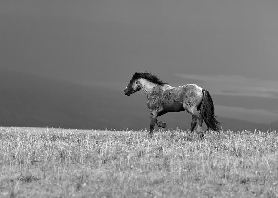 Mustang 2 BW Photograph by Roger Snyder