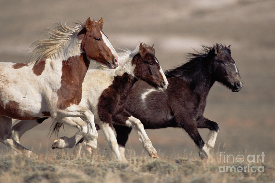 Mustang Bachelor Stallions Photograph by Yva Momatiuk John Eastcott
