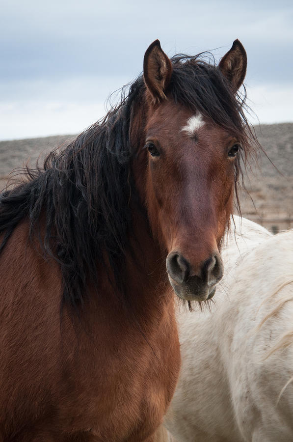 Mustang Beauty  Photograph by Jan Davies