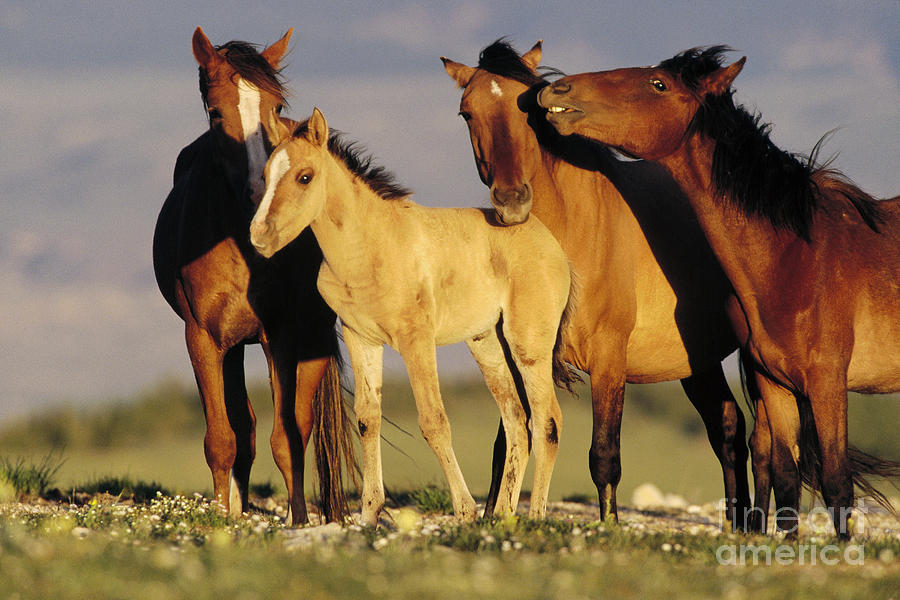 Animal Photograph - Mustang  Family Band Montana by Yva Momatiuk John Eastcott