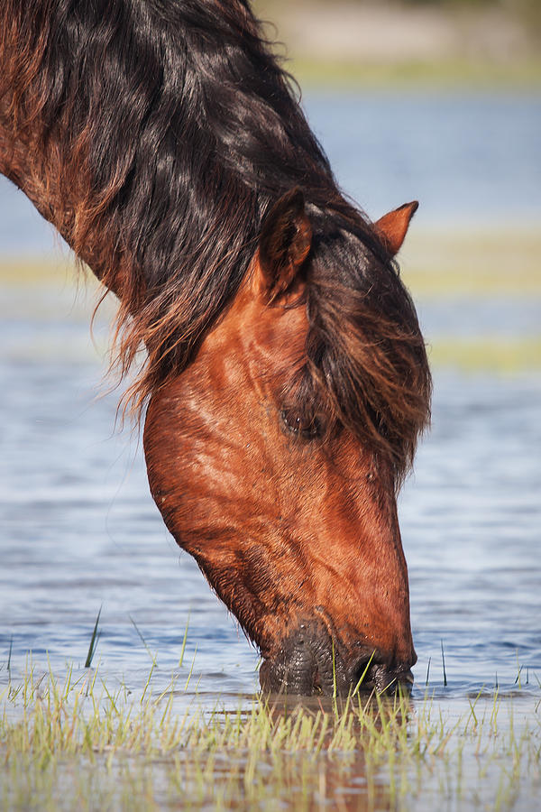 Mustang Feeding in the Marsh Photograph by Bob Decker