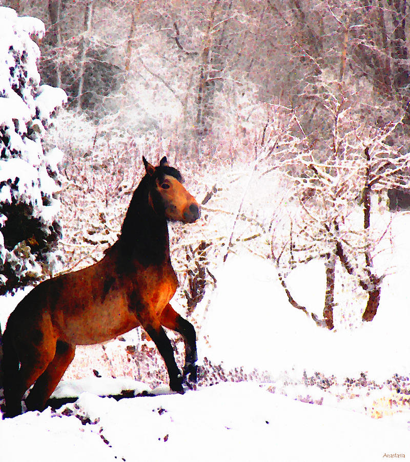 Mustang In April Snow Photograph by Anastasia Savage Ealy