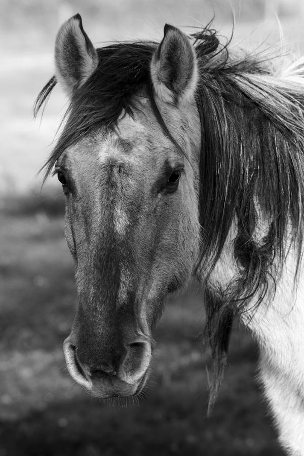 Mustang in Black and White Photograph by Janet Capps - Fine Art America