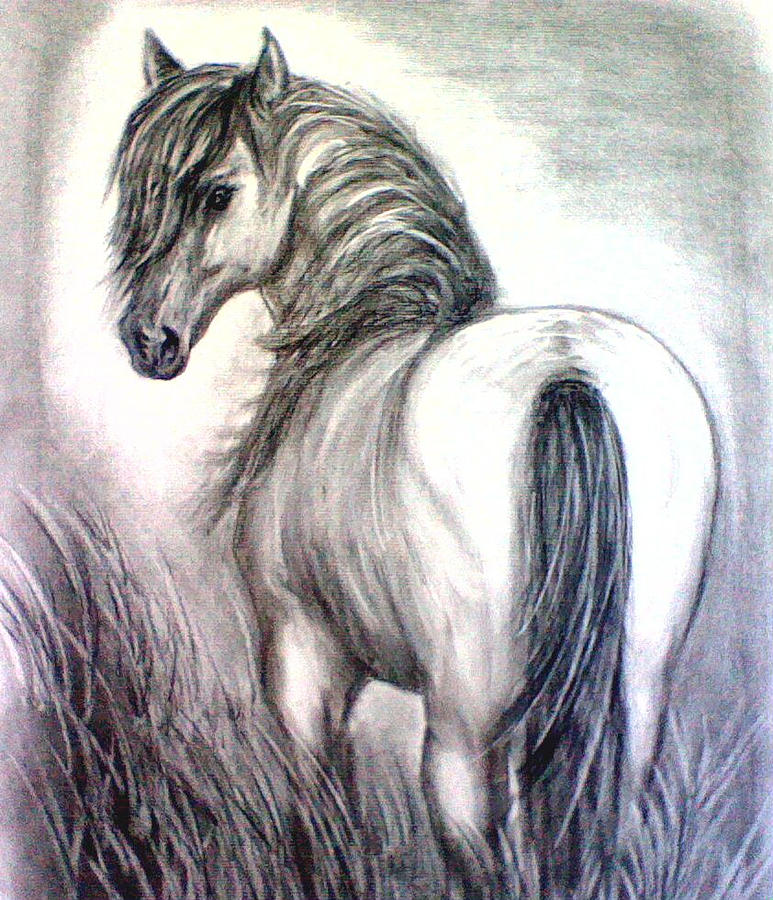 Mustang Drawing by J L Zarek