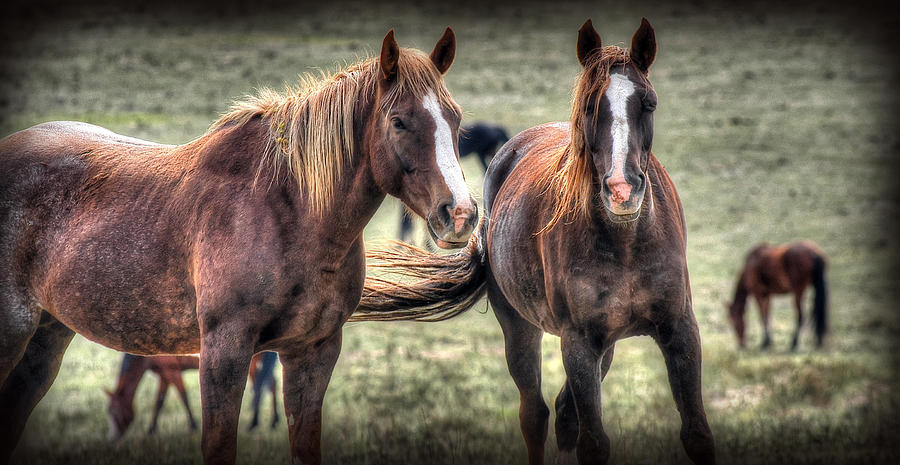 Mustang Love Photograph by Craig Incardone