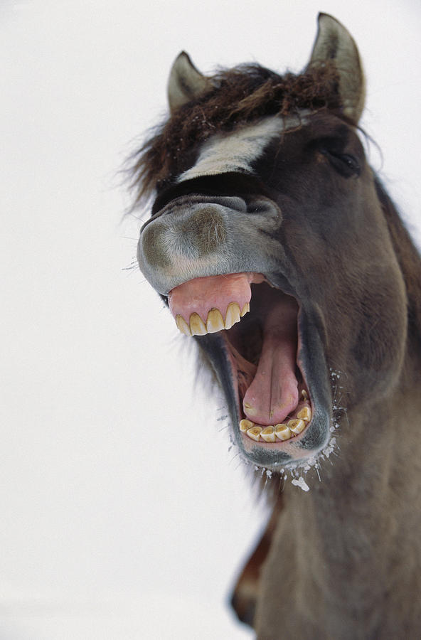 Mustang Stallion Yawning  Photograph by Yva Momatiuk John Eastcott