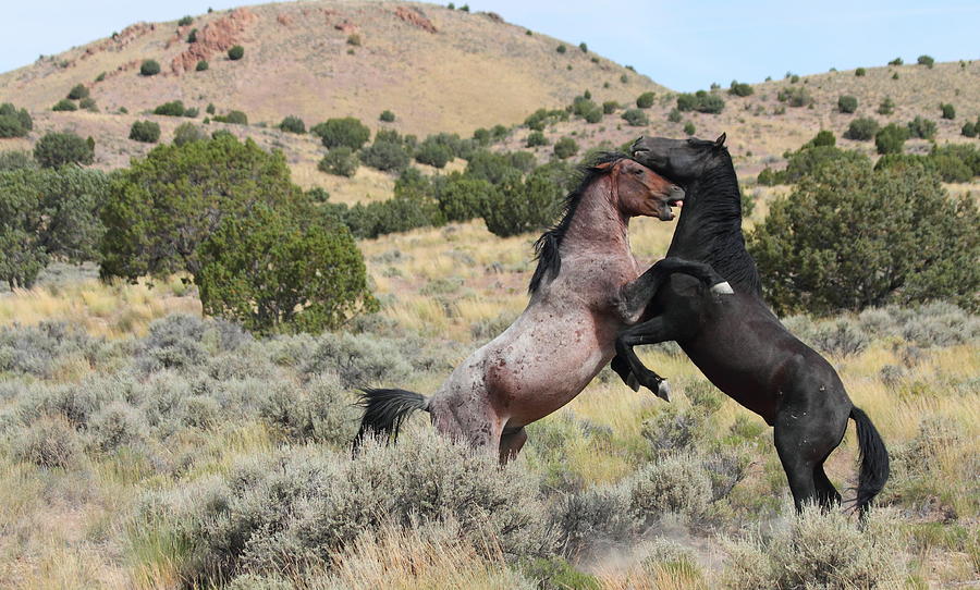 Horse Photograph - Mustang Waltz by Gene Praag Horse Photograph - Mustang Waltz by Gene Praag