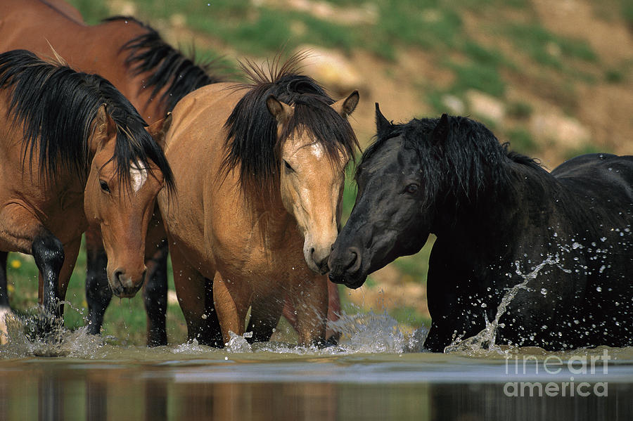 Mustangs At Waterhole In Summer Photograph by Yva Momatiuk and John Eastcott