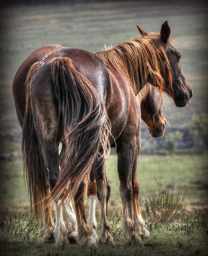 Mustangs Photograph by Craig Incardone