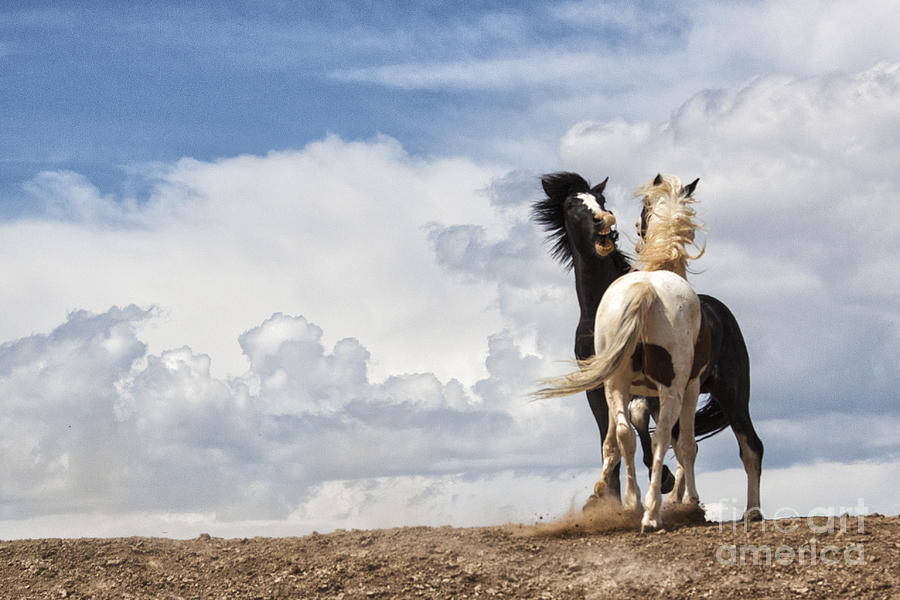 Horse Photograph - Mustangs in the Clouds by Sharon Ely