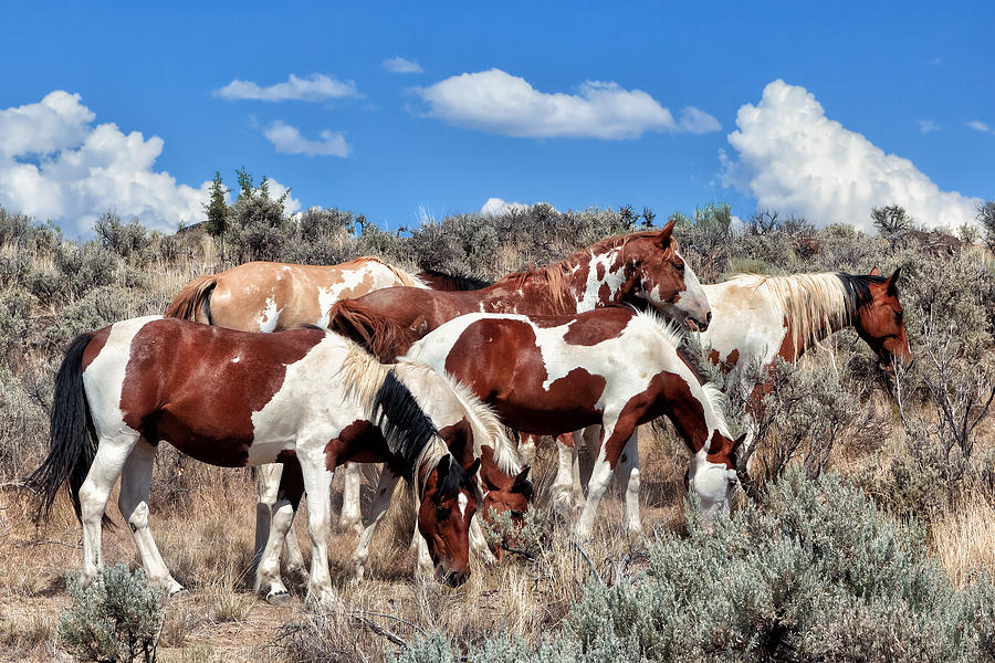 Mustangs roaming free Photograph by Kathleen Bishop
