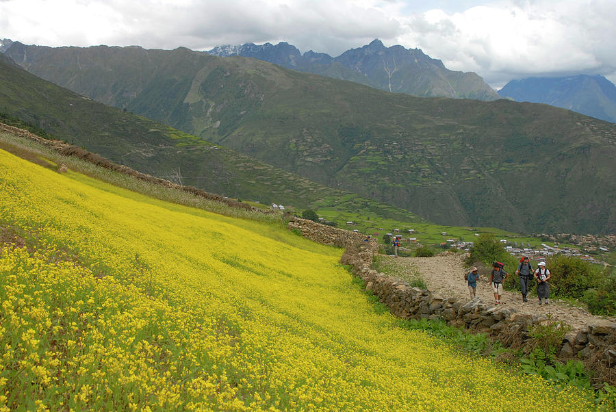 Mustard Field In Nepal Photograph by Jake Norton Fine Art America