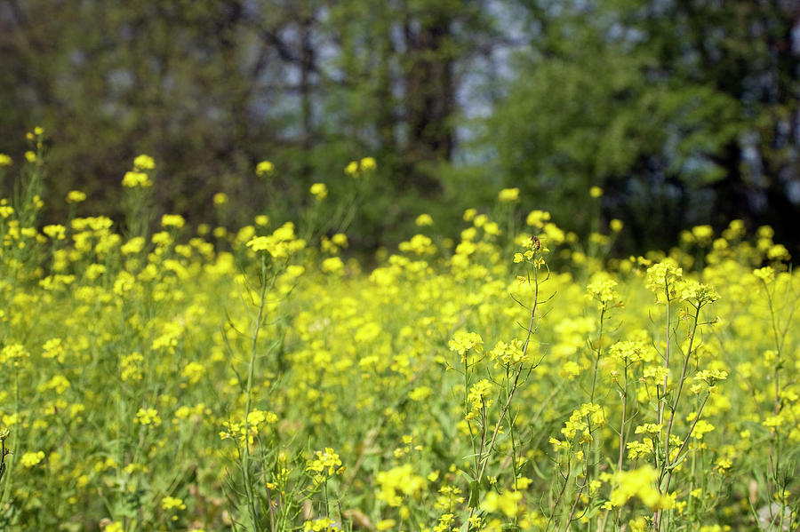 Mustard Field In Spring Bloom Photograph by Snap Decision
