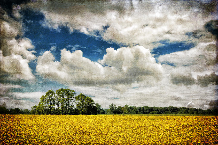 Mustard Fields Central Illinois with texture IMG 8739 Photograph by Greg Kluempers