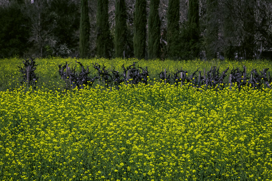 Nature Photograph - Mustard Grass In An Old Vineyard by Garry Gay