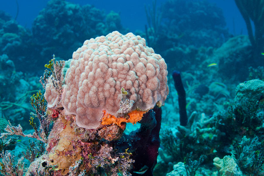 Mustard Hill Coral Photograph by Andrew J. Martinez