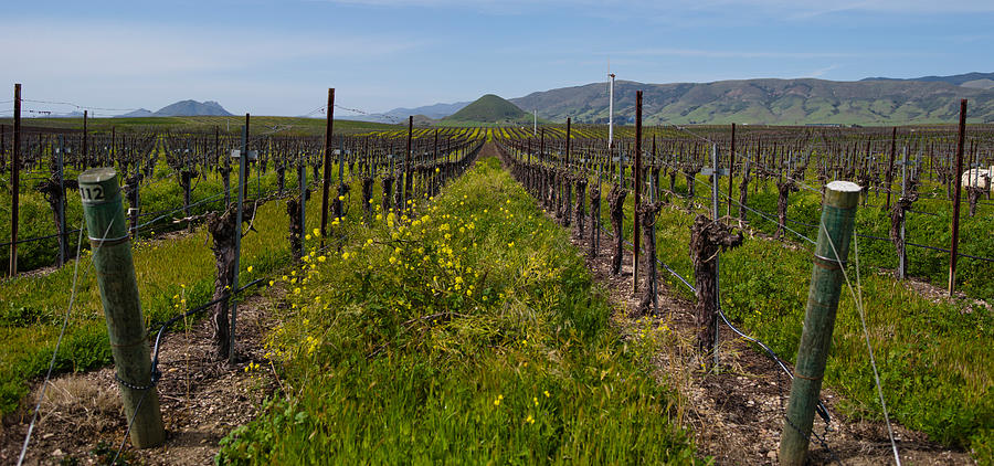 Nature Photograph - Mustard Plants Growing In A Vineyard by Panoramic Images