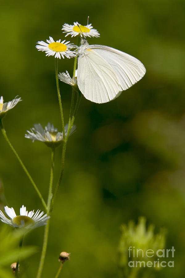 Wildlife Photograph - Mustard White Butterfly by Gregory K Scott